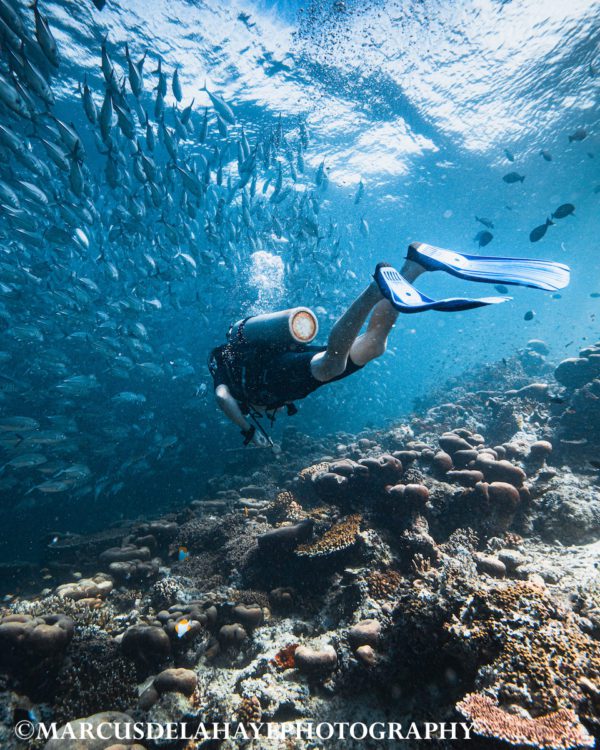 Oceans: Treasures of the Deep with Olivier Leger at Albert House